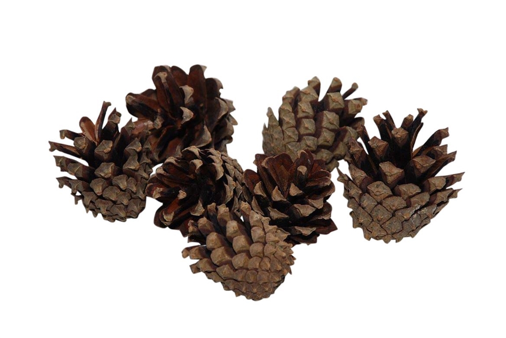 Pinecone Silvester 200gr Natural