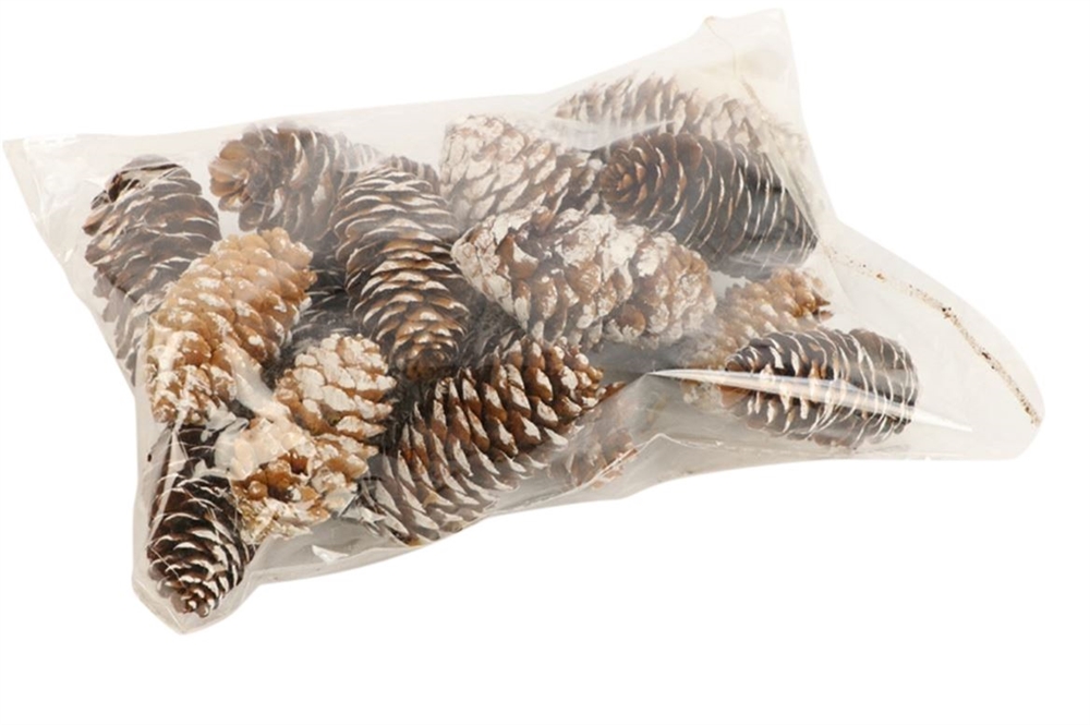 Pinecone Spruce 150gr L-6 White