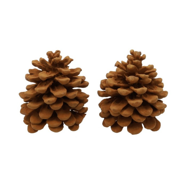 Geur dennenappels Pinus Pinea Cinnamon